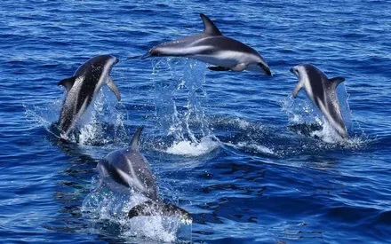 Dolphin watching
