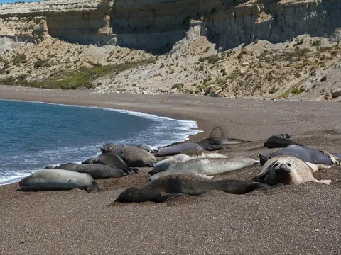 Elephant seals · La Antonieta Ranch