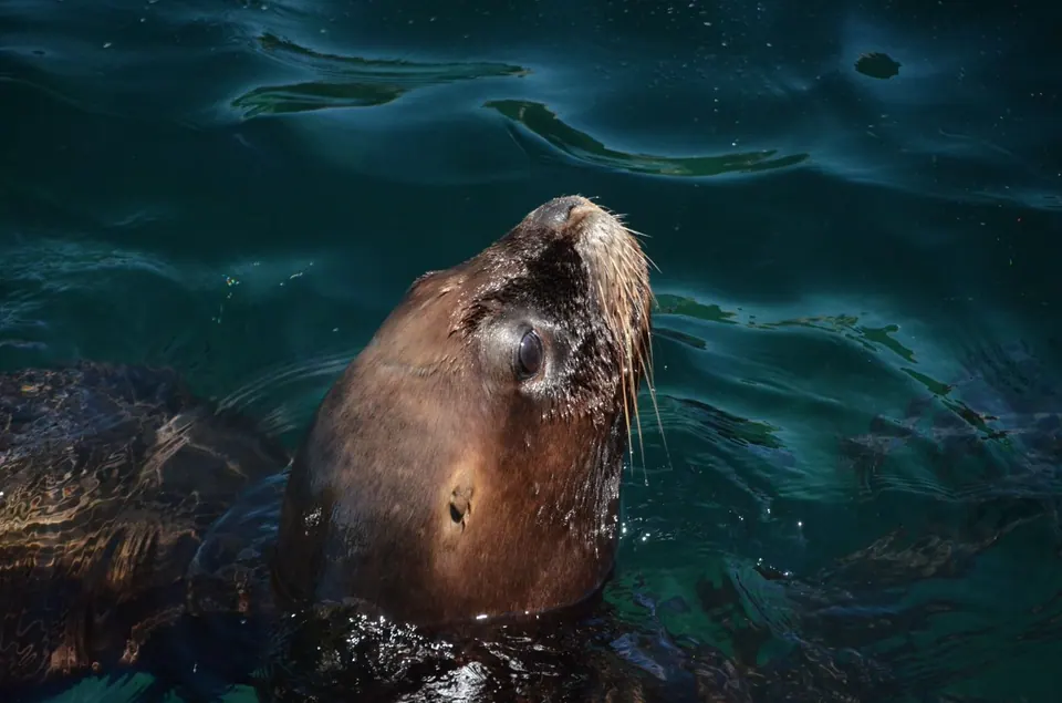 Snorkeling with sea lions