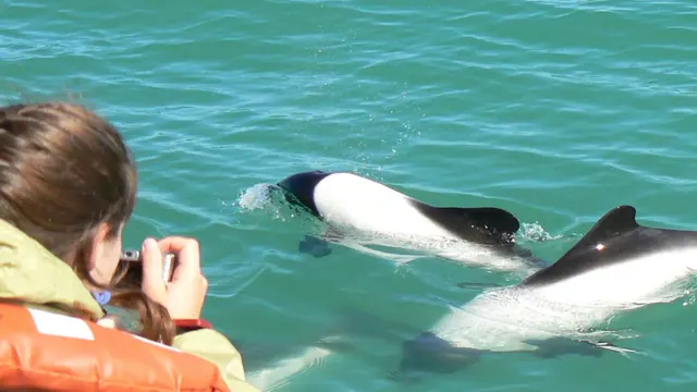 Commerson’s dolphin watching