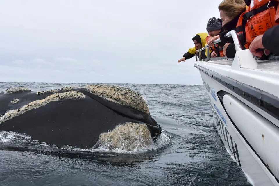 Whale watching in Puerto Madryn