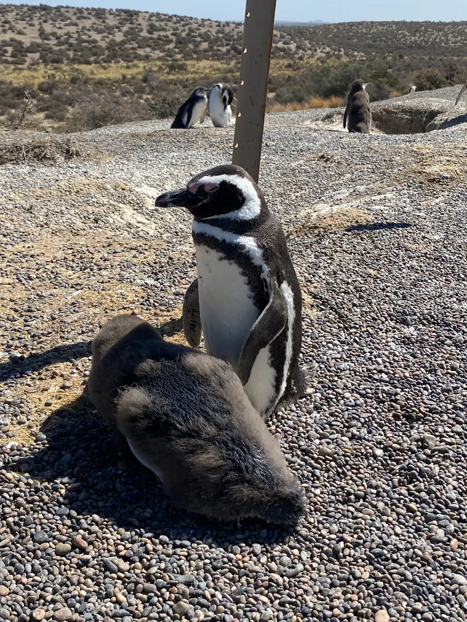 Punta Tombo
