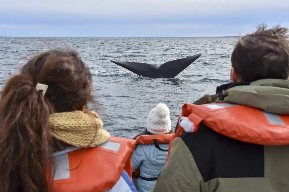 Whales only